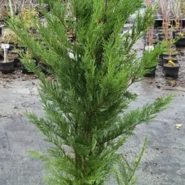 Cyprès de Leyland (Cupressocyparis leylandii) — conifère vert dressé en pot de pépinière · Pot 6L
