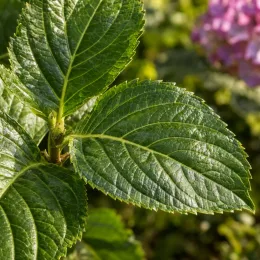 Hortensia 'Merveille' (Hydrangea macrophylla) — gros plan de grandes feuilles vertes nervurées · Photo d'illustration