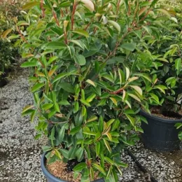Photinia 'Red light' (Photinia fraseri) — arbuste dense en pot de pépinière · Pot 20L
