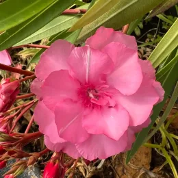 Laurier rose 'Splendens gigantea' (Nerium oleander) — gros plan sur grande fleur rose double