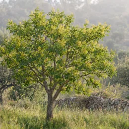 Pistachier vrai 'Randy' (Pistacia vera) — arbre isolé au feuillage vert en floraison