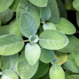 Sauge officinale