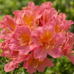 Azalée de chine 'Berry' (Azalea mollis) — gros plan de grappes de fleurs orangées · Photo d'illustration