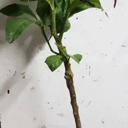 Bergamotier (Citrus bergamia) — jeune arbuste greffé en pot plastique gris · Pot 2.5L Touffe