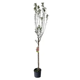 Amandier 'Supernova' (Prunus amygdalus) — jeune arbre greffé élancé en pot plastique · Pot 10L Tige