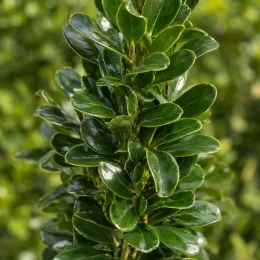 Fusain du japon 'Benkomasaki' (Euonymus japonicus) — gros plan sur feuillage vert sombre brillant