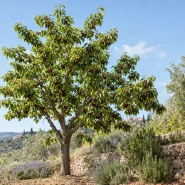 Cerisier 'Peloa' (Prunus avium) — arbre fruitier chargé de nombreux fruits rouges · Photo d'illustration