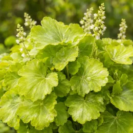 Heuchères 'Lime americano' (Heuchera) — touffe dense de feuilles vert clair arrondies · Photo d'illustration