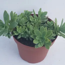 Sedum de palmer (Sedum palmeri) — succulente verte en rosettes dans contenant marron · Pot 2.5L