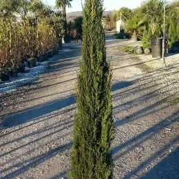 Cyprès d'italie 'Pyramidalis' (Cupressus sempervirens) — conifère élancé en pot sur allée de pépinière · Pot 15L