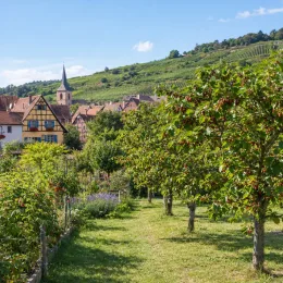 Mûrier à gros fruit rouge 'Red no.2' (Morus) — rangée d'arbres fruitiers devant village et vignoble · Photo d'illustration