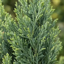 Cyprès de leyland 'Haggerston grey' (Cupressocyparis leylandii) — gros plan sur feuillage dense de conifère · Photo d'illustration