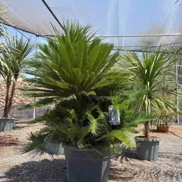 Cycas du Japon (Cycas revoluta) — grand sujet en pot dans pépinière · Pot 110L