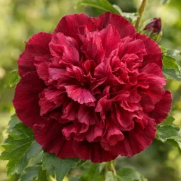 Hibiscus 'French cabaret red' (Hibiscus syriacus) — gros plan de grande fleur rouge double
