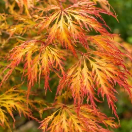 Érable 'Dissectum' (Acer palmatum) — feuillage finement découpé aux teintes orangées · Photo d'illustration