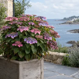Hortensia japonais 'Veerle' (Hydrangea serrata) — arbuste fleuri en bac devant paysage côtier · Photo d'illustration