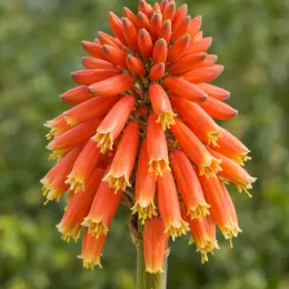 Aloès maculé 'Robusta' (Aloe maculata) — gros plan d’une grappe de fleurs orange · Photo d'illustration
