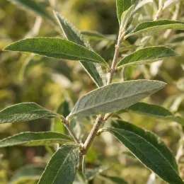 Buddleia 'Butterfly candy little white' (Buddleja davidii) — rameau avec longues feuilles vertes lancéolées