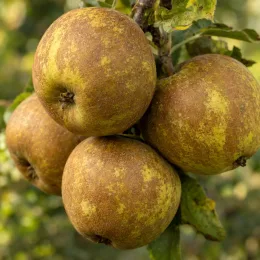 Pommier 'Peatxa' (Malus domestica) — gros plan de plusieurs pommes rustiques sur branche · Photo d'illustration