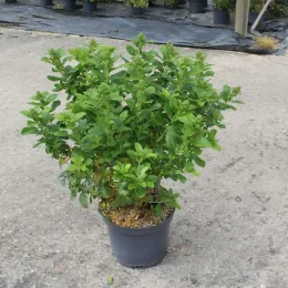 Escallonia 'Pink elle' — Pot 7.5L