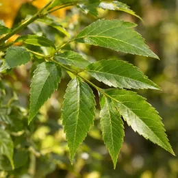 Bignonne 'Summer jazz tm gold trumpet creeper' (Campsis) — gros plan sur feuilles composées vert brillant
