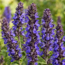 Sauge des bois 'New dimension blue' (Salvia nemorosa) — épis floraux violets dressés en gros plan · Photo d'illustration