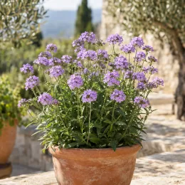 Verveine 'Polaris' (Verbena rigida) — touffe dense de fleurs mauves en pot terracotta