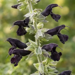 Sauge cassis (Salvia discolor) — épi de fleurs tubulaires sombres sur tige velue · Photo d'illustration