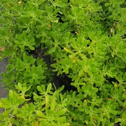 Orpin élevé (Sedum praealtum) — feuillage vert dense de plante succulente en pot