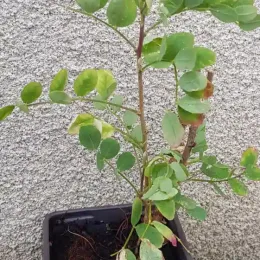 Caraganier de sibérie (Caragana arborescens) — jeune arbuste aux feuilles arrondies en pot · Godet