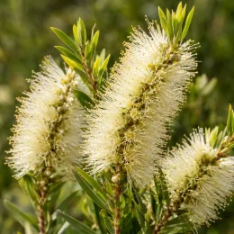 Rince-bouteilles (Callistemon salignus) — gros plan sur épis floraux crème allongés · Photo d'illustration