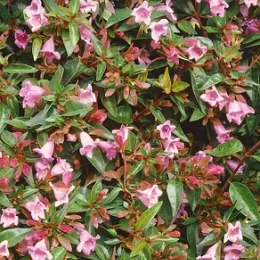 Abélia 'Edward goucher' (Abelia) — abondantes petites fleurs roses parmi le feuillage