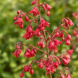 Heuchères 'Bell's' (Heuchera) — grappes de petites fleurs rouges pendantes · Photo d'illustration