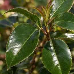 Camelia 'Anticipation' (Camelia japonica) — gros plan sur feuillage vert brillant · Photo d'illustration