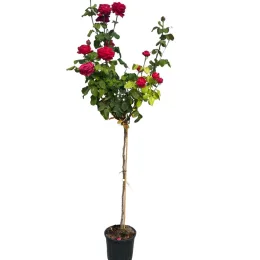 Rosier tige