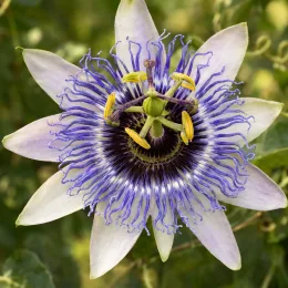 Fleur de la passion bicolore 'Damsel's delight' (Passiflora) — gros plan de fleur étoilée mauve et blanche · Photo d'illustration