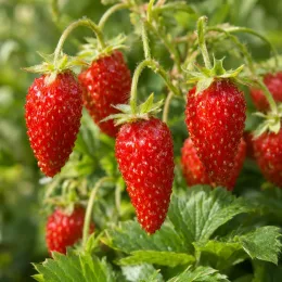 Fraisier des bois remontant 'Rügen' (Fragaria vesca) — fruits rouges allongés au-dessus d’un feuillage vert · Photo d'illustration