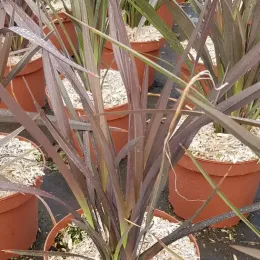 Lin de nouvelle-zélande pourpre 'Purpurea' (Phormium tenax) — feuillage rubané pourpre dans plusieurs pots plastique · Pot 3L Touffe