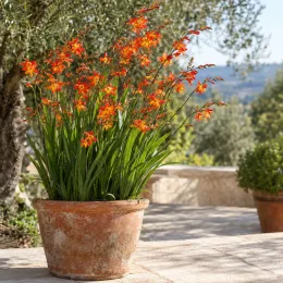 Montbretia orange et jaune 'Babylon' (Croscosmia × crocosmiiflora) — touffe de fleurs orange en pot sur terrasse · Photo d'illustration