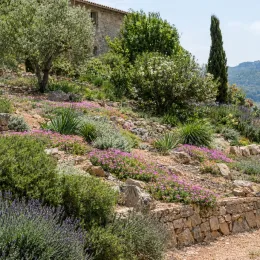 Pourpier vivace 'Dream' (Delosperma) — massif de petites fleurs roses tapissantes sur talus · Photo d'illustration