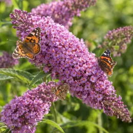Arbre aux papillons rose 'Flutterby pink' (Buddleia davidii) — grosse grappe de petites fleurs mauves avec papillons