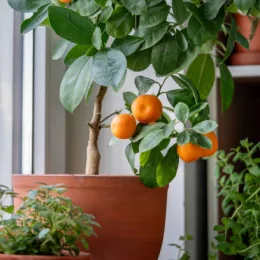 Mandarinier