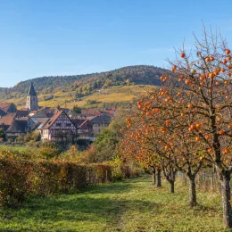 Plaqueminier 'Pomme o'gosho' (Diospyros kaki) — alignement d'arbres fruitiers orange devant village viticole