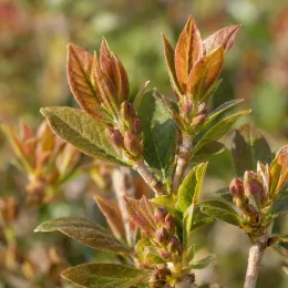 Azalée de chine 'Berry' (Azalea mollis) — gros plan de jeunes pousses avec bourgeons · Photo d'illustration