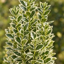 Fusain du japon 'White spire' (Euonymus japonicus) — feuillage dense vert marginé de clair, gros plan