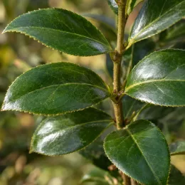 Camelia 'Janet waterhouse' (Camelia japonica) — gros plan de feuilles vertes brillantes · Photo d'illustration