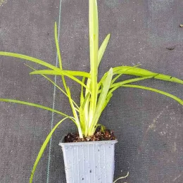 Agapanthe Africaine 'Bleu' (Agapanthus africanus) — jeune plant vert en pot plastique · Godet