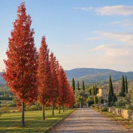 Chêne 'Mauri' (Quercus) — alignement d'arbres rouges bordant une allée campagnarde · Photo d'illustration