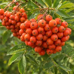 Sorbier des oiseleurs 'Edulis' (Sorbus aucuparia) — gros bouquets de petites baies rouges brillantes
