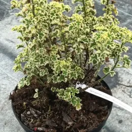 Géranium au parfum de pamplemousse 'Variegatum' (Pelargonium crispum) — feuillage frisé panaché vert et crème en pot · Pot 3L
